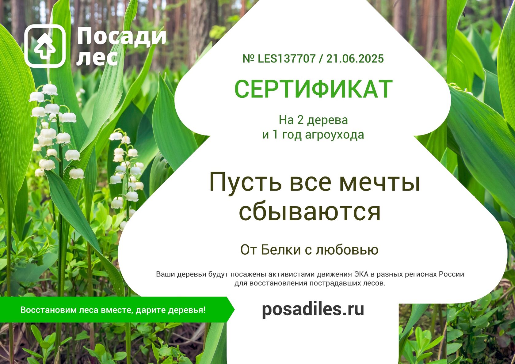 Сертификат на посадку леса